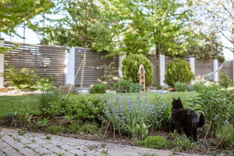 庭木の剪定